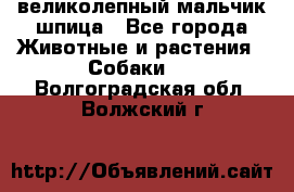 великолепный мальчик шпица - Все города Животные и растения » Собаки   . Волгоградская обл.,Волжский г.